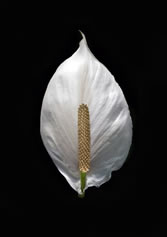 White flower petal